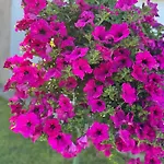Abendsonne - 8 Gehminuten Zum Ep Feriehus *
