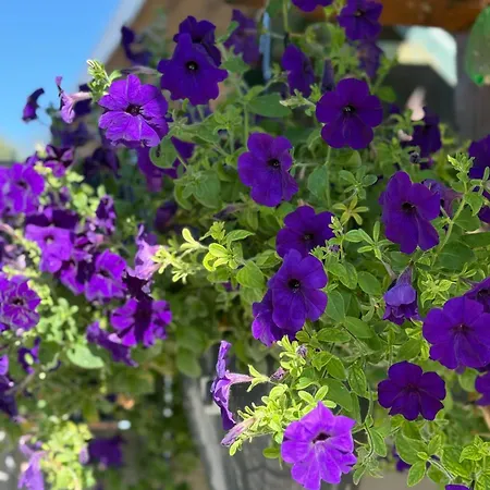 Nyaraló Abendsonne - 8 Gehminuten Zum Ep Rust